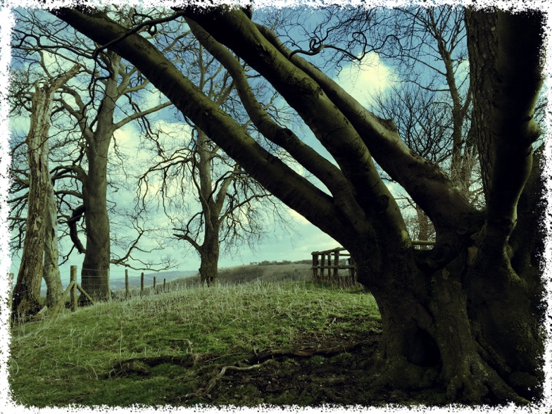 Winter is the ideal time to enjoy the view across to Coombe Hill before the leaf canopy fills the sky.