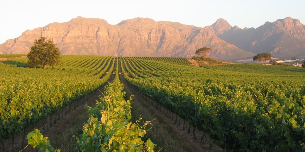 kleine-zalze-vineyards